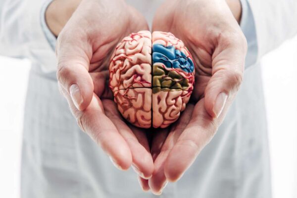 Someone holding a brain model in their hands
